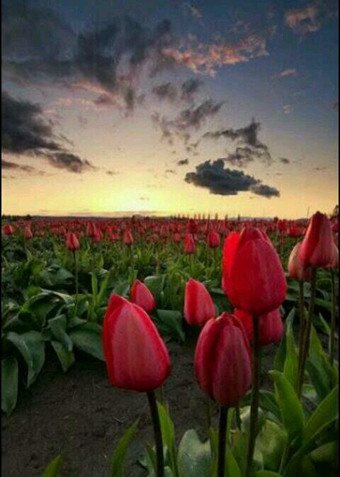 asd00557's profile picture. 