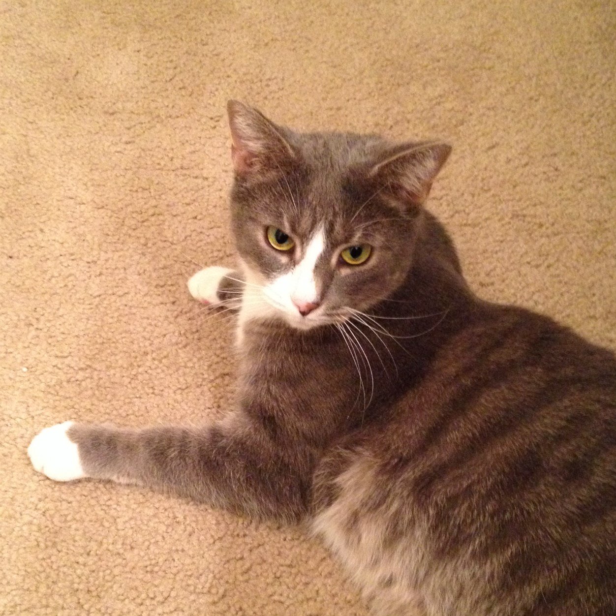 DCBilliam's profile picture. 