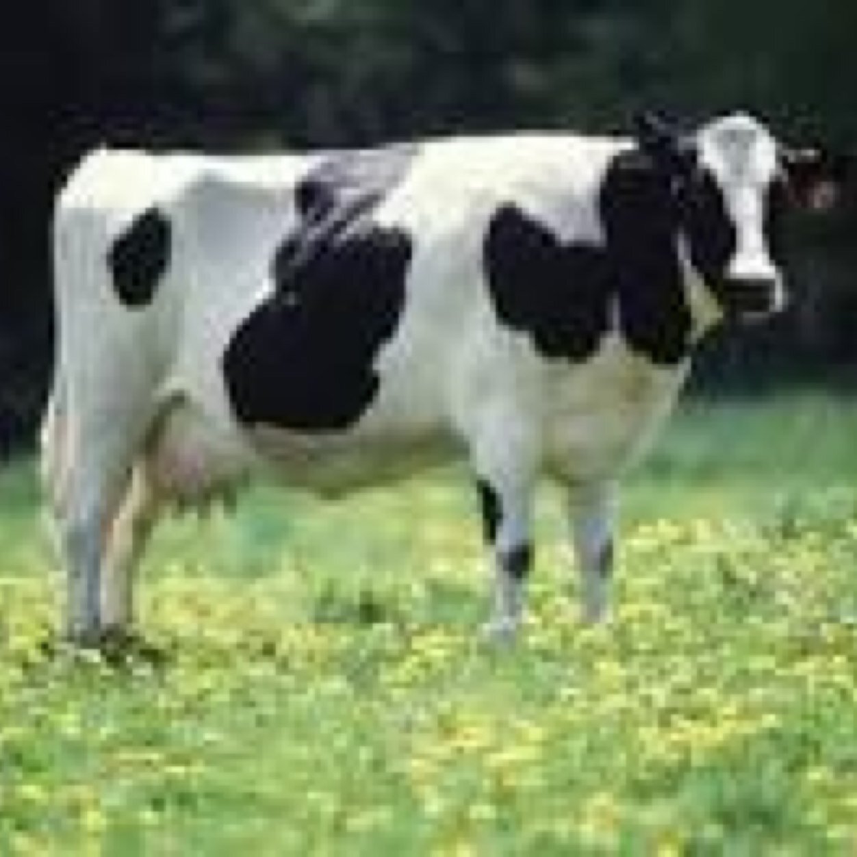 #CowFacts