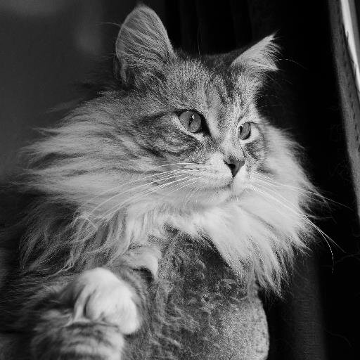 I'm Merve the Maine Coon. I have a massive tail called Toby. I love chilling in my cat trees, chewing plastic, and chasing my laser pen and golf balls :)