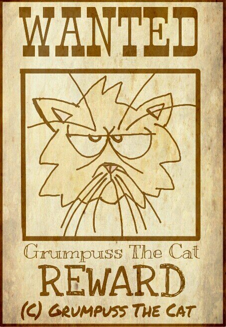 Grumpuss The Cat, Follow my daily adventures on Facebook =^..^=