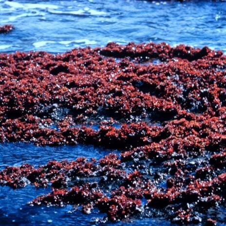 whamweightloss's profile picture. 