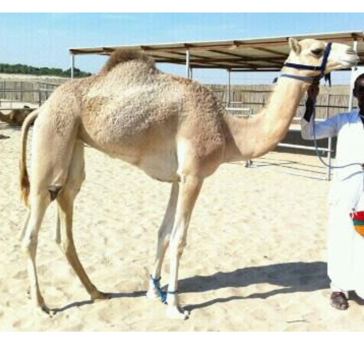 shj118's profile picture. 