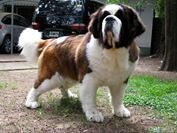 I Love Puppies ....