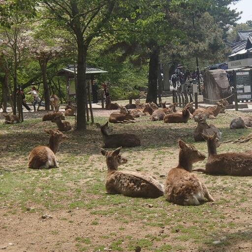 奈良県在住です。憲法改正論者(統治機構改革等）です。れいわ新選組オーナーズ所属。日本の伝統と文化を大切にしつつ、社会民主主義派です。読書好き。ジャンルは問わず、哲学・法哲学・・・その他。 行政書士・宅建士試験合格(どちらも未登録)笑。今は社会保険労務士試験勉強中です。ZARDと中島みゆきさんのファンです。