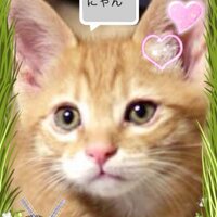 🐾たま (@thirurus) Twitter profile photo