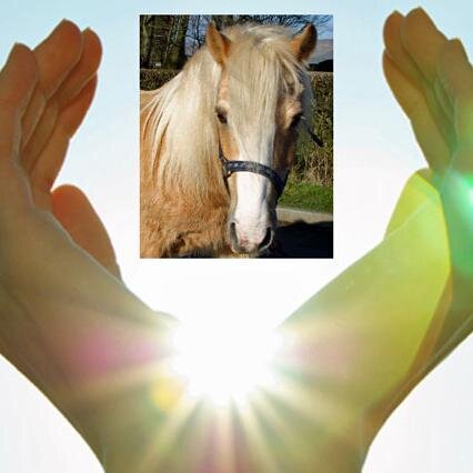 Horse Rescue Scotland is a Scottish Charitable Incorporated Organisation SCO44484, this account is administered by volunteers