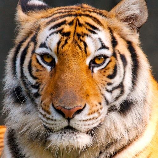 sj_nono's profile picture. 