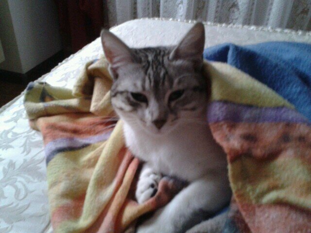 Io sono una piccola gattina e mi chiamo Baby Bieber..Questo profilo la fatto la mia padroncina che io adoroo!!