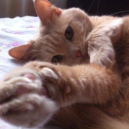 Привет. Я кот Кузя. Люблю смотреть в окно на птичек и мешать людям спать ночью.