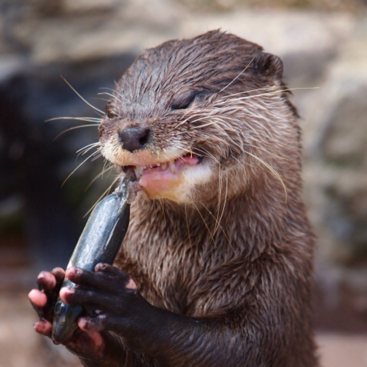 カワウソbot 神様ｵ願ｲｼﾏｽ ｶﾜｲｲｶﾜｳｿﾆｼﾃ下ｻｲ 僕動物園ﾃﾞ人間ﾆﾅﾘﾀｲﾉ ｵ願ｲ 神様 ｵﾈｶﾞｲｲｲｲｲｲｲ Http T Co J9njwfz9ld