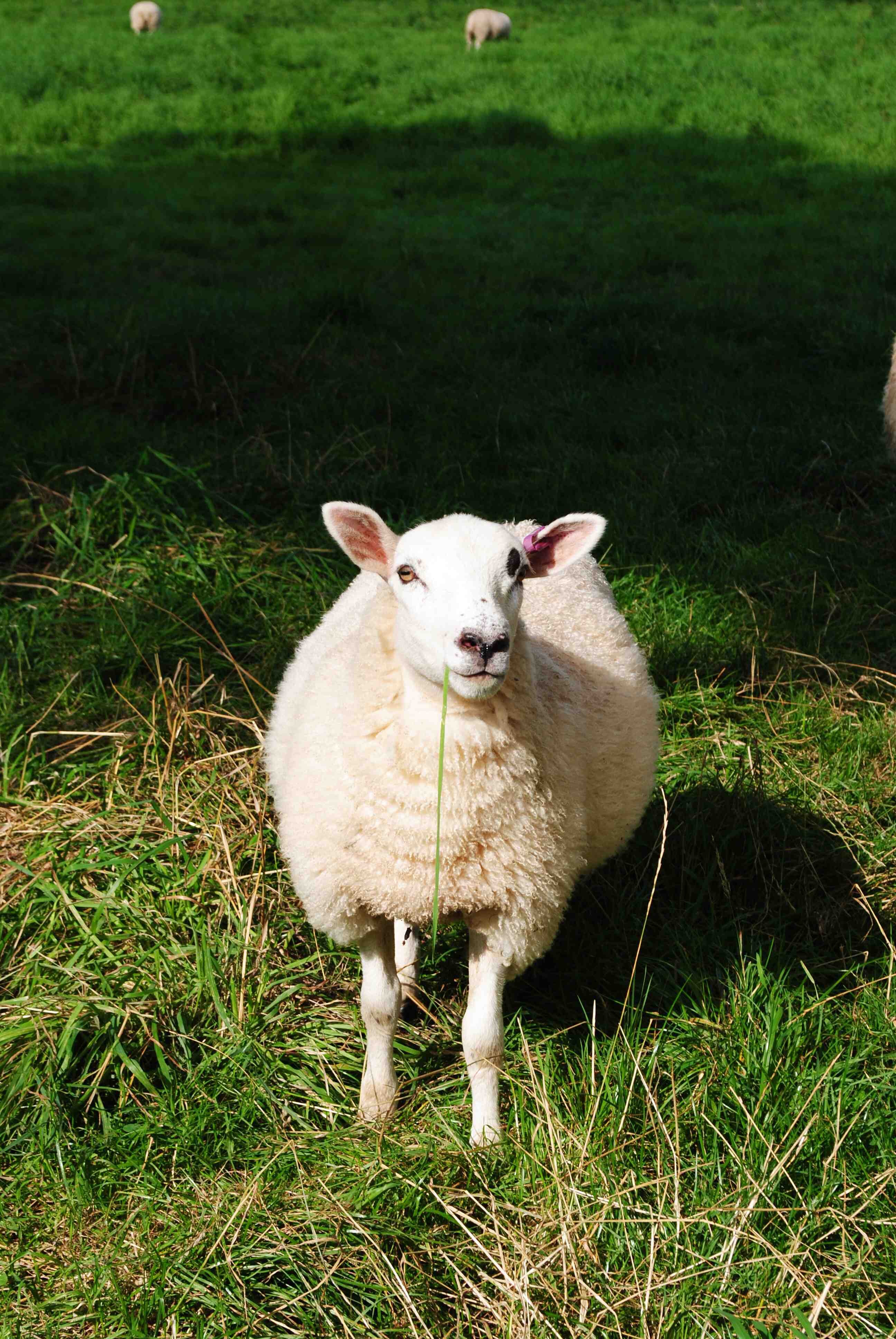 Wiltshire - lots of sheep