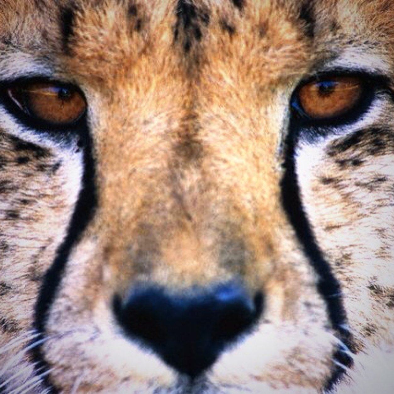 BarufBrenno's profile picture. 