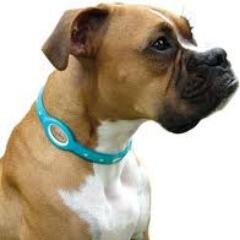 Dog Toys, Dog Collar - All about Dog