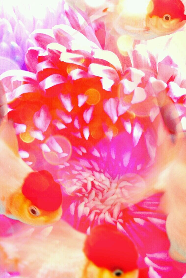 ほとんど自分からの発信は無いです(○ﾟεﾟ○)ゞ
どうぶつの森、多肉植物、カケラサロンなど合うジャンルがありましたら
宜しくお願いしまーす(*^▽^*)