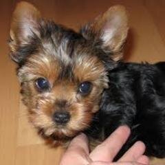 Soy una cachorrita de Yorkshire Terrier avandonado en la calle.Me gusta mover el culete cuando bailo en la calle,comer huesos y ver otros perros pequeñitos