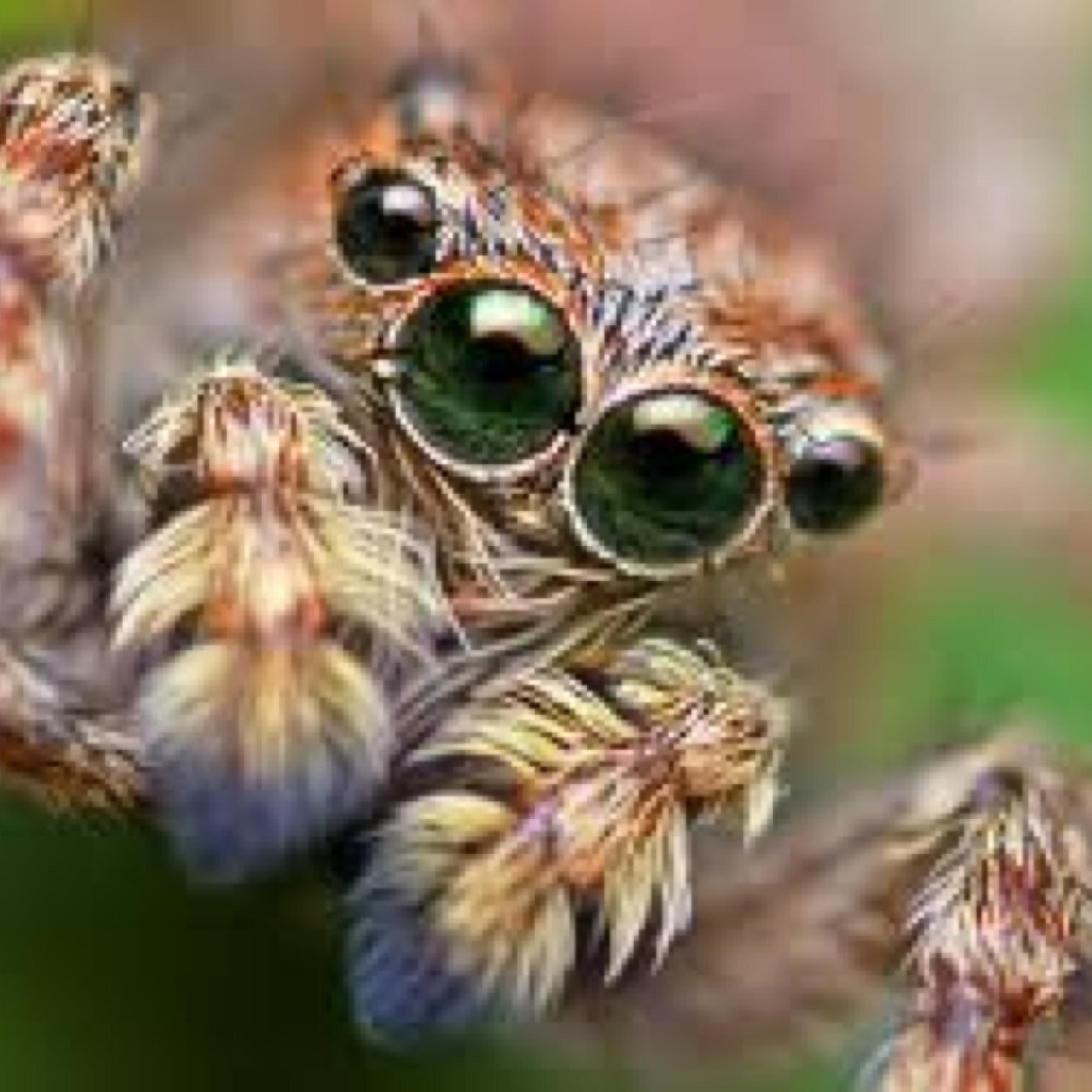 Spider_Char's profile picture. I'm a proud Giasexul