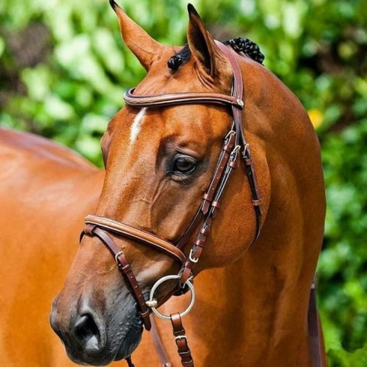 Hoi wij zijn #PonyLovers || Je hoeft alleen maar op het ''volgen'' knopje te drukken || Sinds 4-5-2013 || Stel maar vragen http://t.co/gYyeDlivej ||