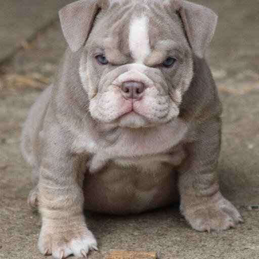 Doggi360's profile picture. Go to hell