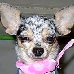 c51007703's profile picture. Carburetor repair