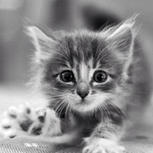 ikrambouzir's profile picture. 