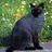 cuervo_fm's profile image