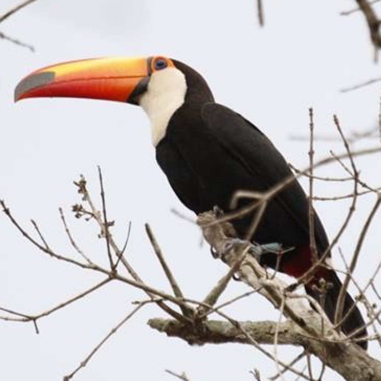 Biologist, Bird Ringer, Lecturer at Glasgow Caledonian University