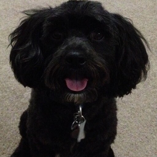 Brendoniw's profile picture. Passionate Carlton supporter, lover of good food and wine. Golf nut. Mostly sugar free. Tweets are mostly mine, sometimes cheat