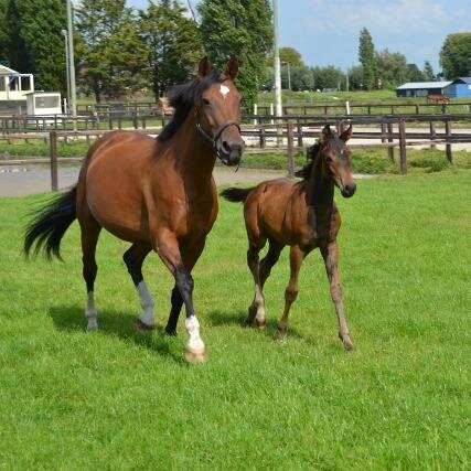 follow ons als je van paarden houd & paarden je hele leven zijn ' wij geven followback ! . Op naar de 300!