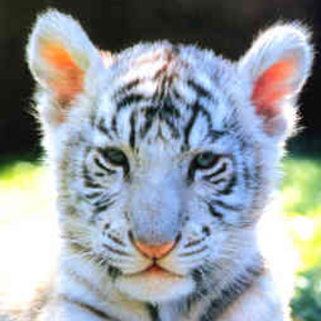 The Curious Tiger Cub | Lover Of Carrots Mommy is @RiokuAngel