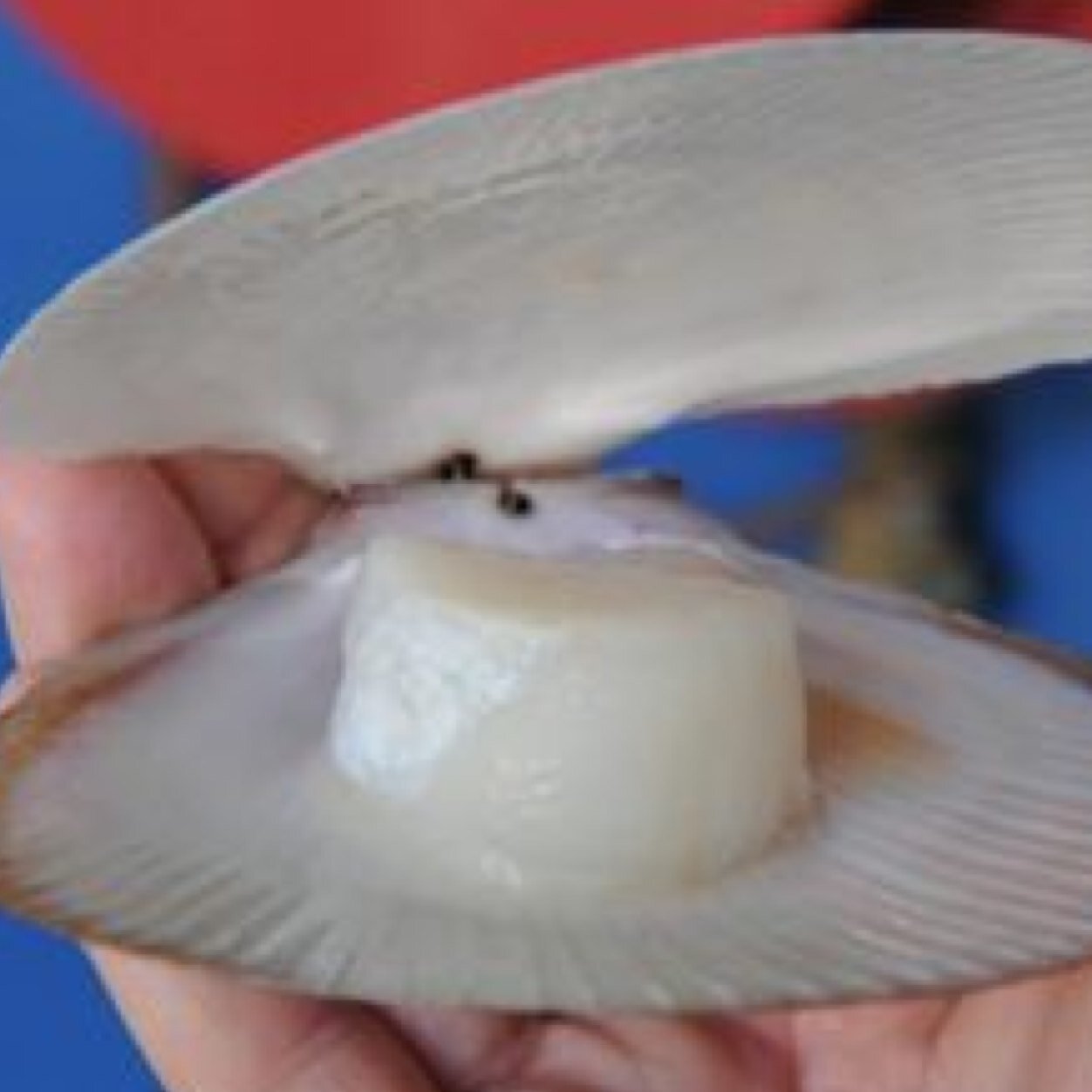 Sustainable seaweed bivalve ( oysters scallops ) aquaculture operation located in pristine waters of Hervey Bay on its 5 farm sites and nursery in Qld.