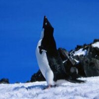 日本ぺんぎん (@jppeng) 's Twitter Profile