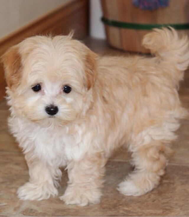 Living the #maltese #poodle puppy life in Washington, DC.  Follow me at @MarleyinDC on #Instagram.