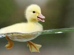 I love animals! :D Follow please!