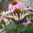 Debra Bentley - @KittyKwilter - Twitter