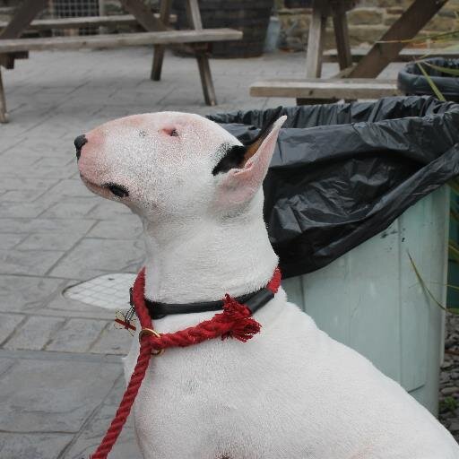 English Bull Terrier lover ,,enjoys a decent glass of wine and beer and the company of good friends