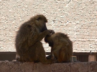 Hudsonrugby's profile picture. 