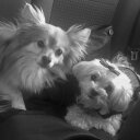 Sophie & Constantine - @2Dogs1World - Twitter