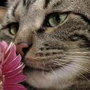 Nancy Bennett - @luvcats4 - Twitter