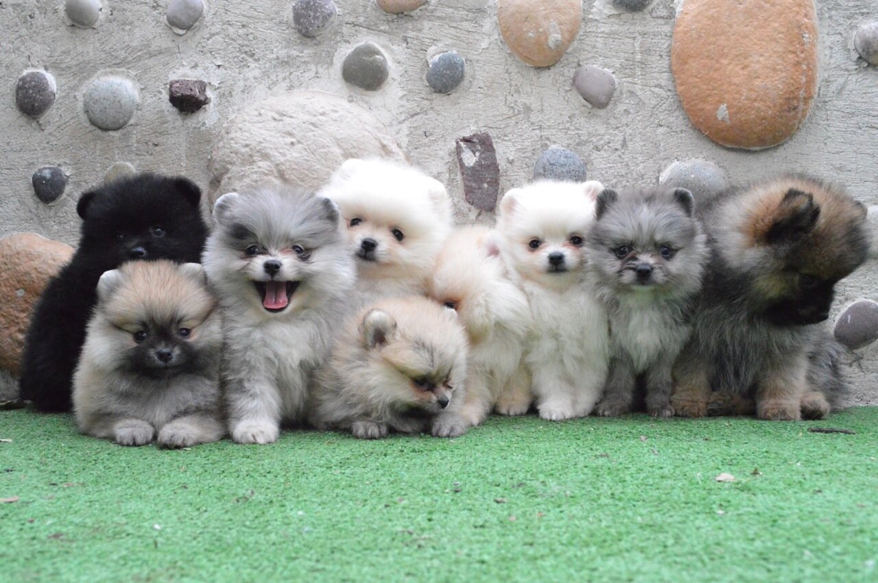 @pomeraniancabrera, We do love POMS