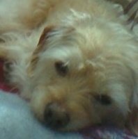 glucose_jr's profile picture. i am not a bot. go kings