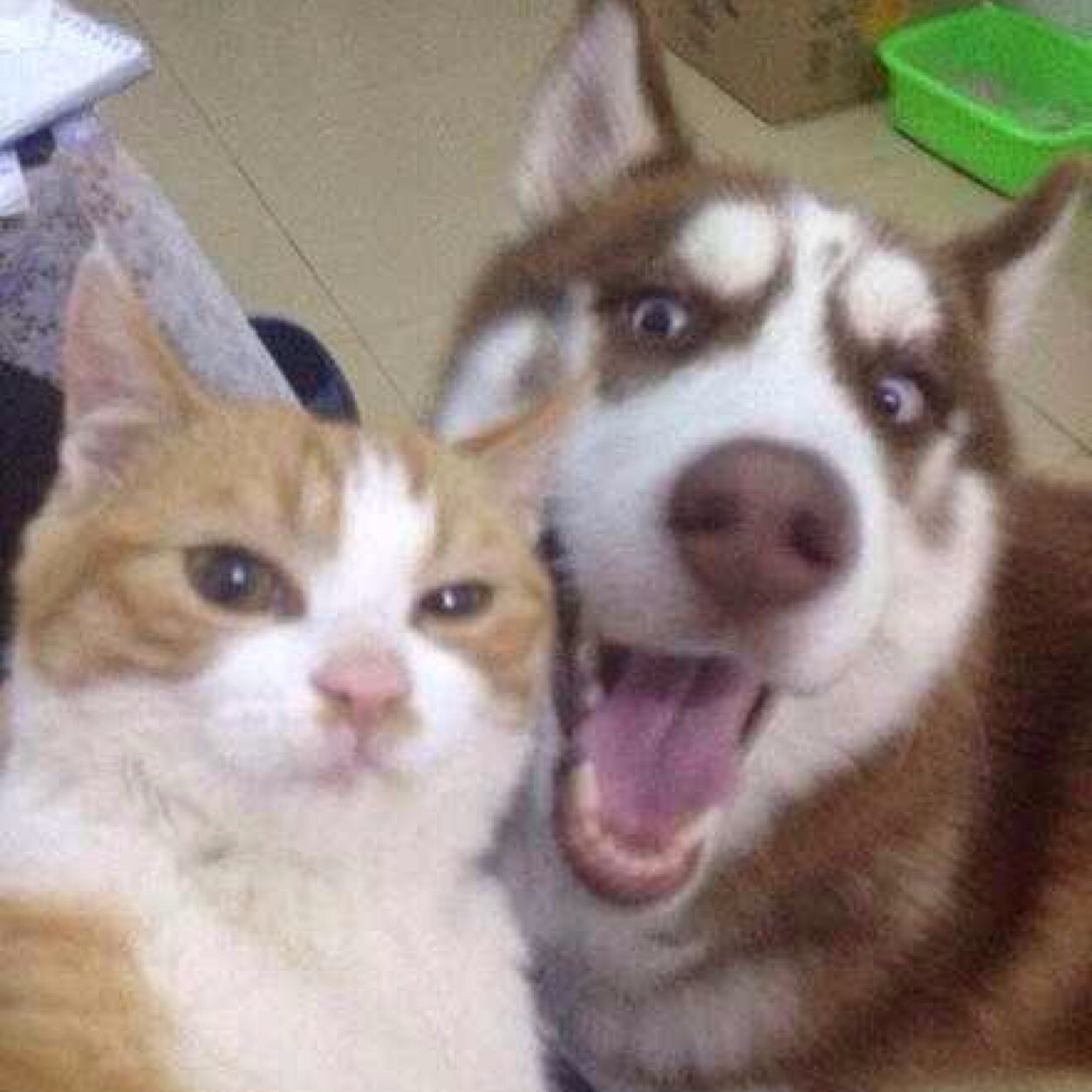 Flappy_porn's profile picture. 