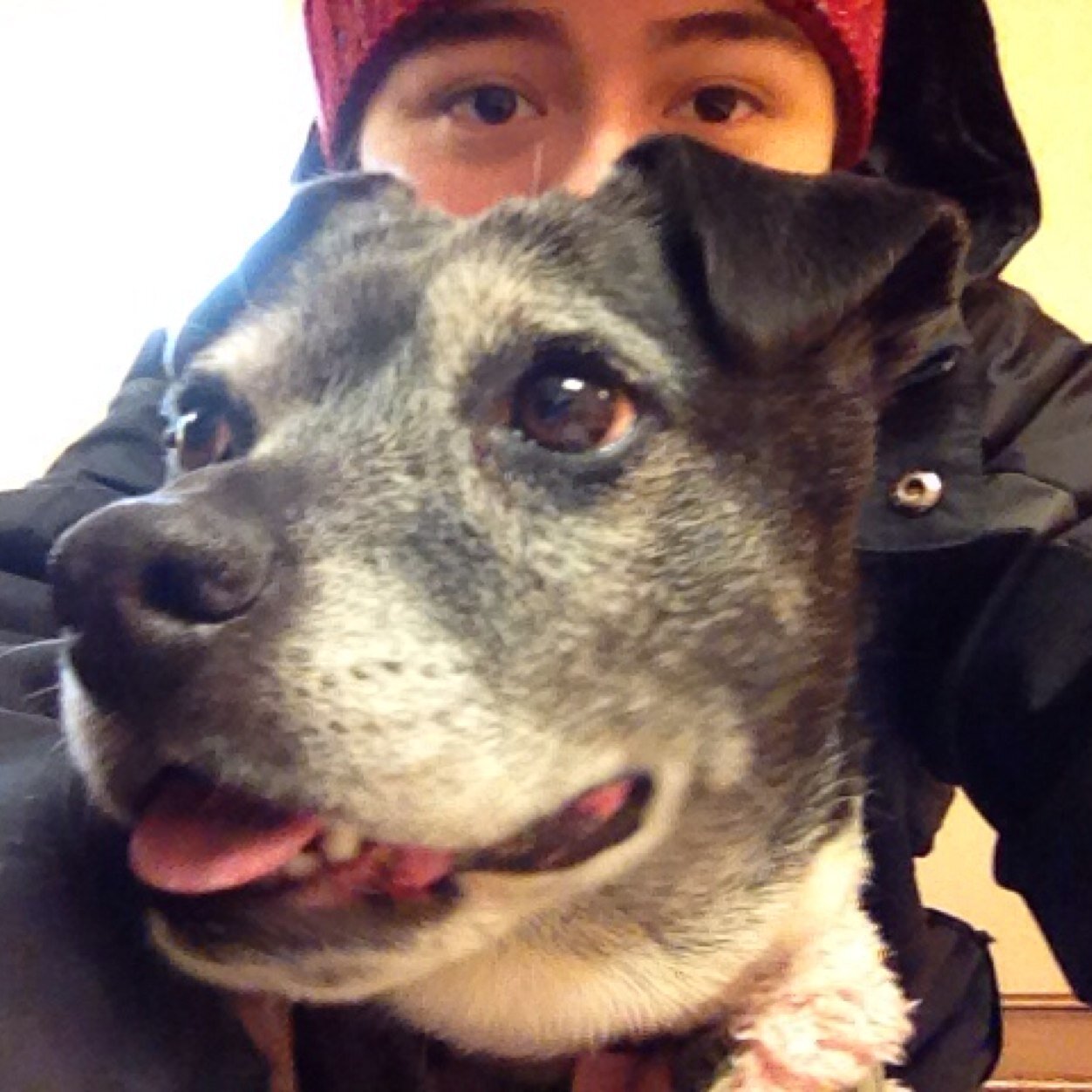 K9 enthusiast, Pitbull advocate, OCR, Spartan