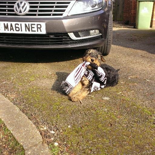 Retired, owned by an Airedale Terrier, Grimsby Town FC season ticket holder.