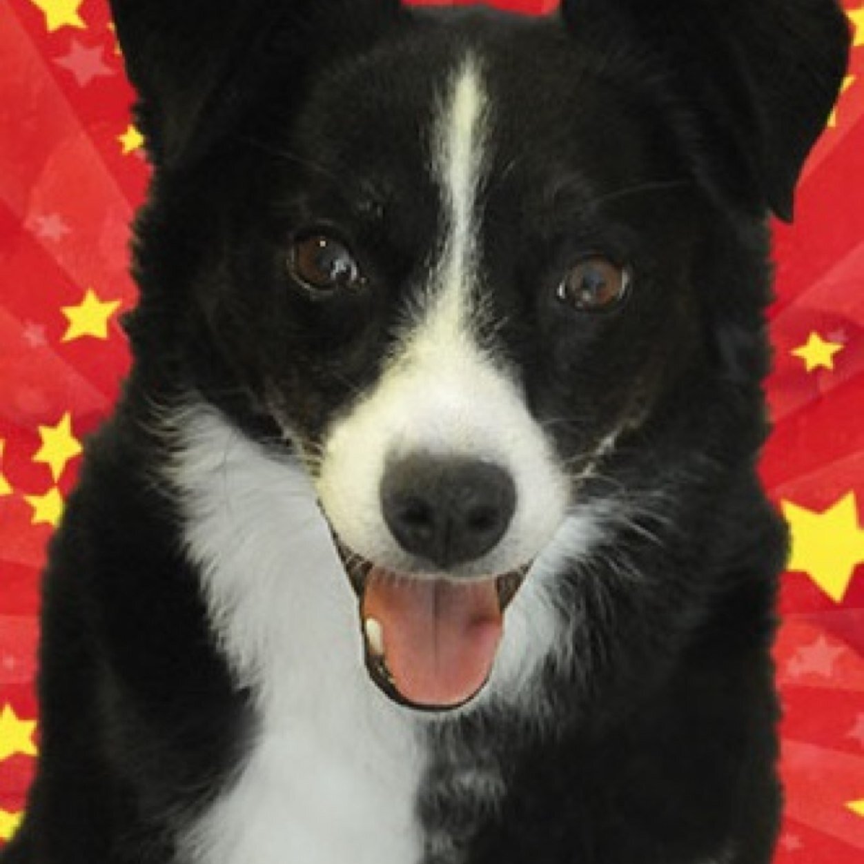 Hand Baked Organic Dog Treat Company Where Your Dog Is Always A Star!!