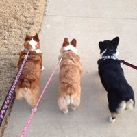 Texascorgimom 🇺🇸🇺🇸🇨🇱🇨🇱 (@texascorgimom) 's Twitter Profile