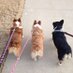 Texascorgimom 🇺🇸🇺🇸🇨🇱🇨🇱 (@texascorgimom) Twitter profile photo