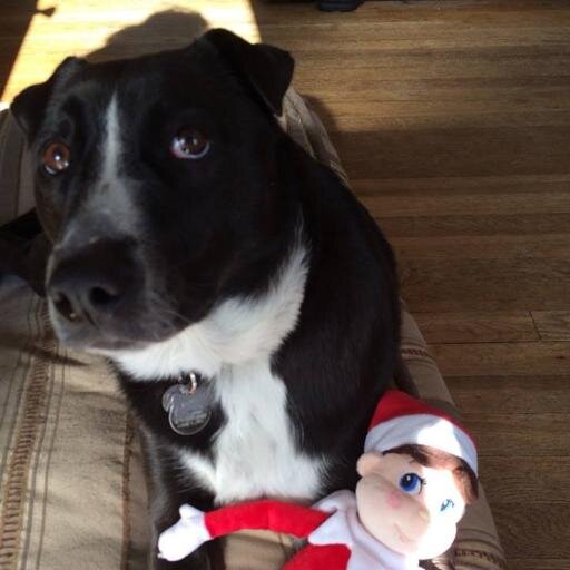 puppyproblemss's profile picture. Being a puppy is hard work. #puppyproblems