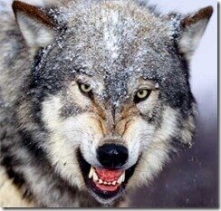 My name is Mike. They call me the lone wolf because I don't play well in a pack. I recruit. Anywhere. Any time. Tweets are my own.