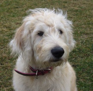Lababradoodle. Love treats...hav any?I❤️People,dogs,treats,anything i can lick,play,dog agility, bears, seahawks,blackhawks,bulls,cubs,IL,WA,TX,@Agility_Zena